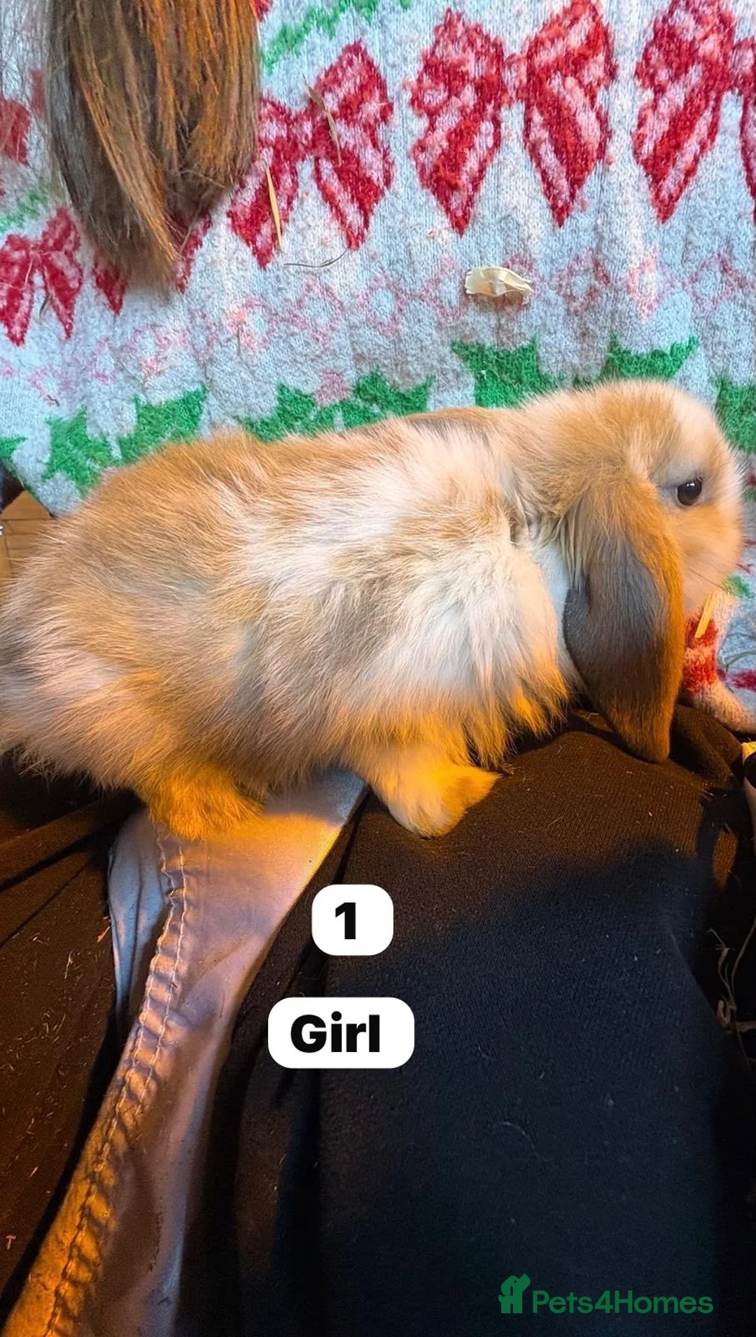 Mini Lop rabbits for sale: Super cute mini lops for sale  - Advert 1