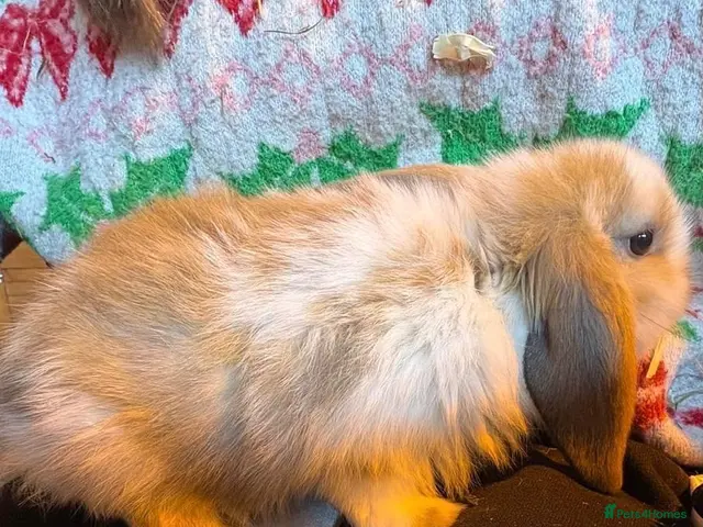 Mini Lop rabbits for sale: Super cute mini lops for sale - Advert 1