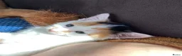 Mixed Breed cats for sale: Kitten for sale  - Advert 4