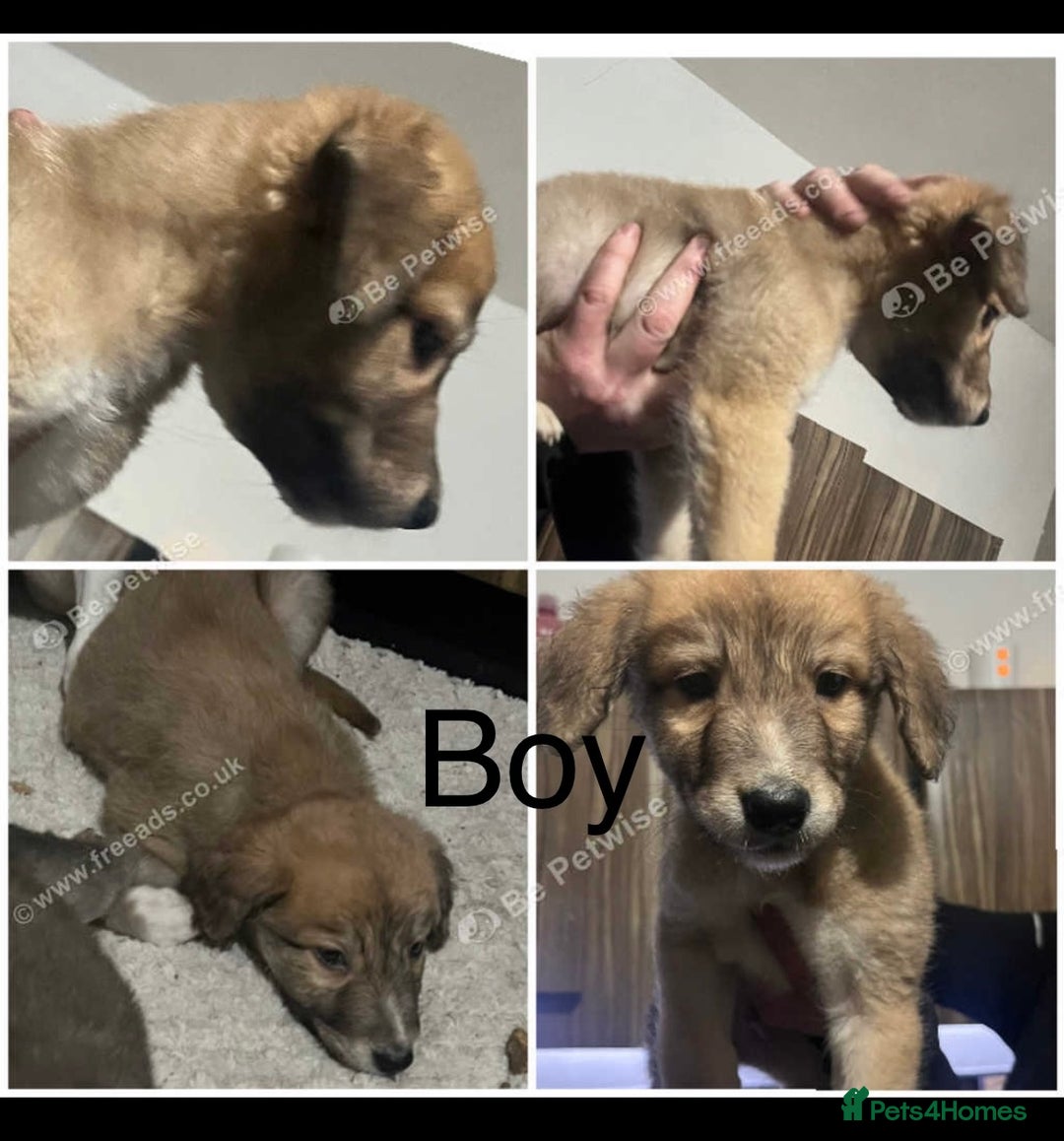 Saluki dogs for sale: Saluki - Advert 8