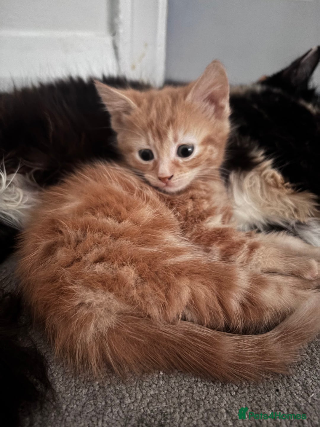 Mixed Breed cats for sale: Stunning Ginger Kittens Cuddly Boy & Playful Girl - Advert 2