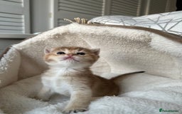 British Shorthair cats for sale: British Shorthair Golden & Bluegolden kitten GCCF - Image 18