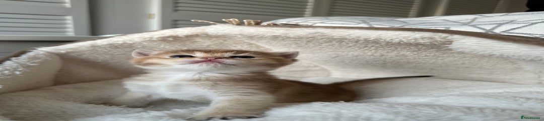 British Shorthair Golden Kitten 2