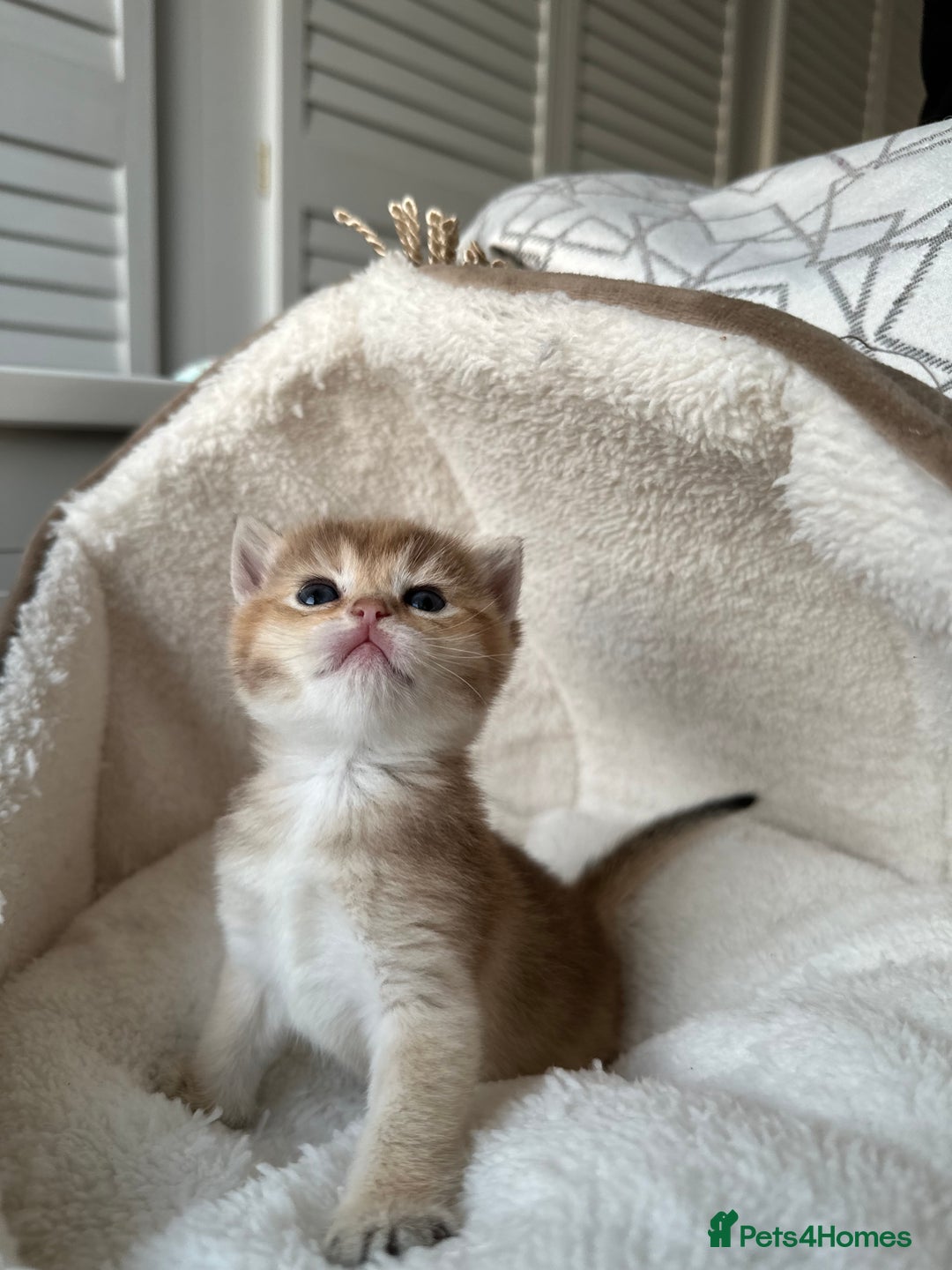 British Shorthair cats for sale: British Shorthair Golden & Bluegolden kitten GCCF - Image 18