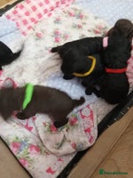 Jackapoo dogs Beautiful Jackapoos puppies - Advert 3