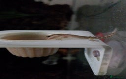 Gecko reptiles for sale: Mourning Gecko hatchlings. - Image 24