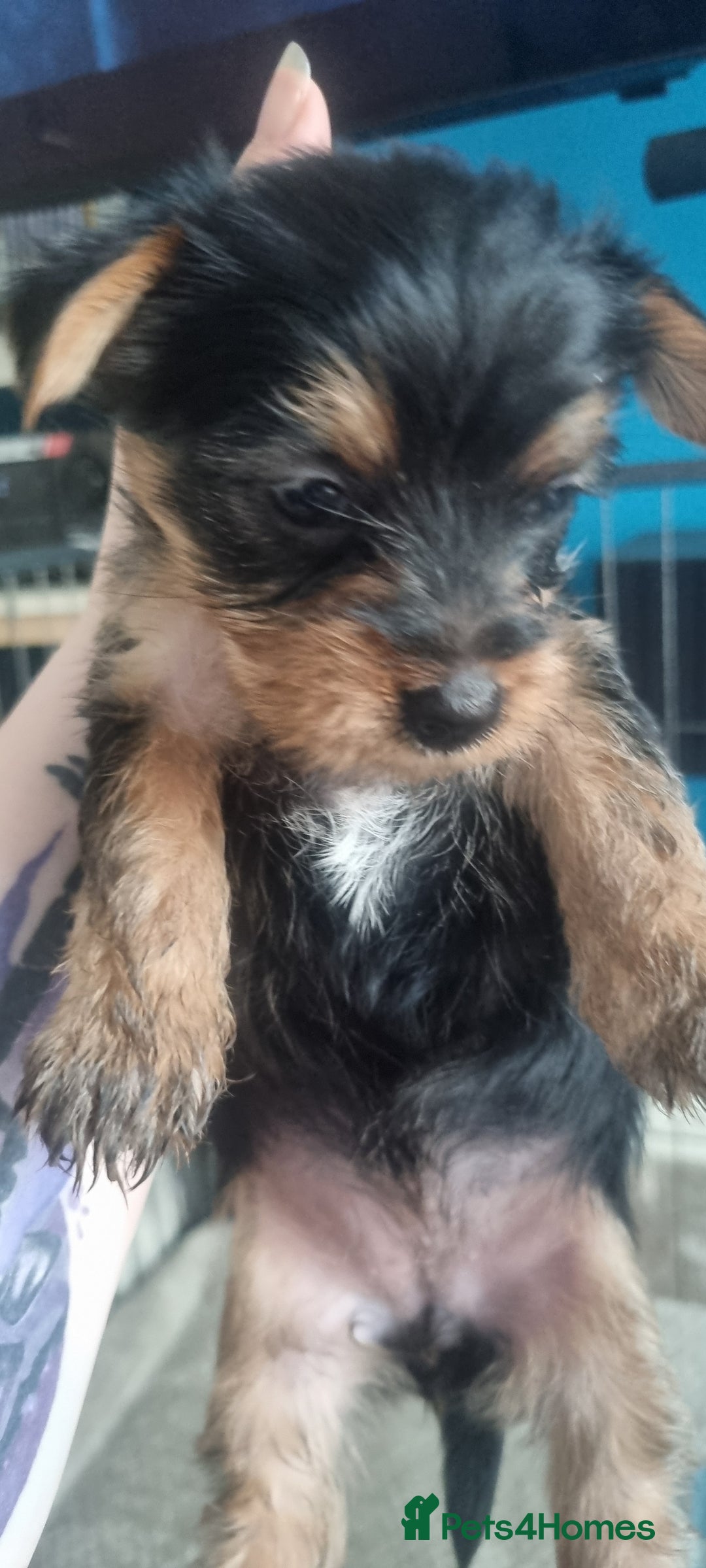 Yorkshire Terrier dogs for sale: Yorkshire Puppies for Sale  - Image 5