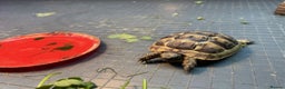 Tortoise reptiles for sale: Tortoise for sale with full setup - Advert 4