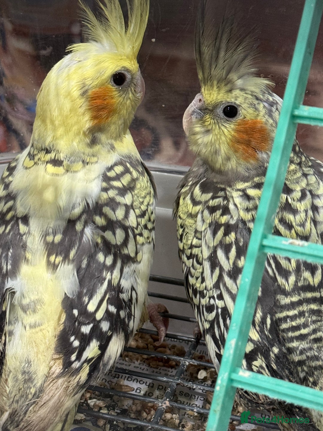 Cockatiels birds for sale: Baby cockatiels  - Advert 5