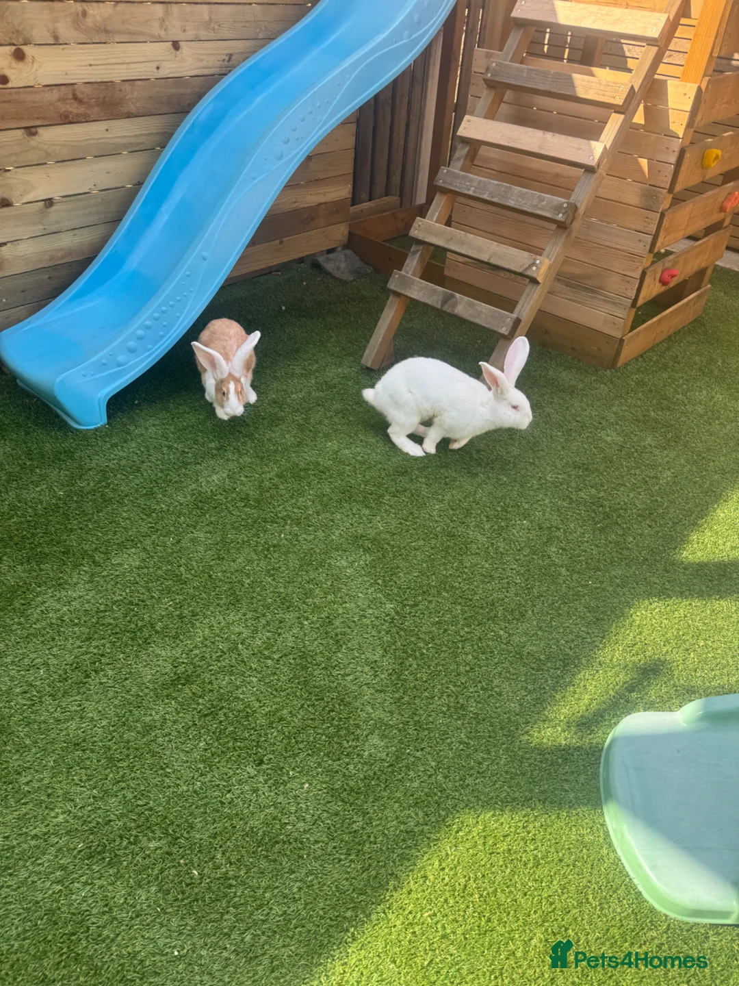 Continental Giant rabbits for sale: CONTINENTAL GIANTS  - Advert 1