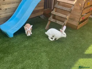 Continental Giant rabbits CONTINENTAL GIANTS - Advert 13