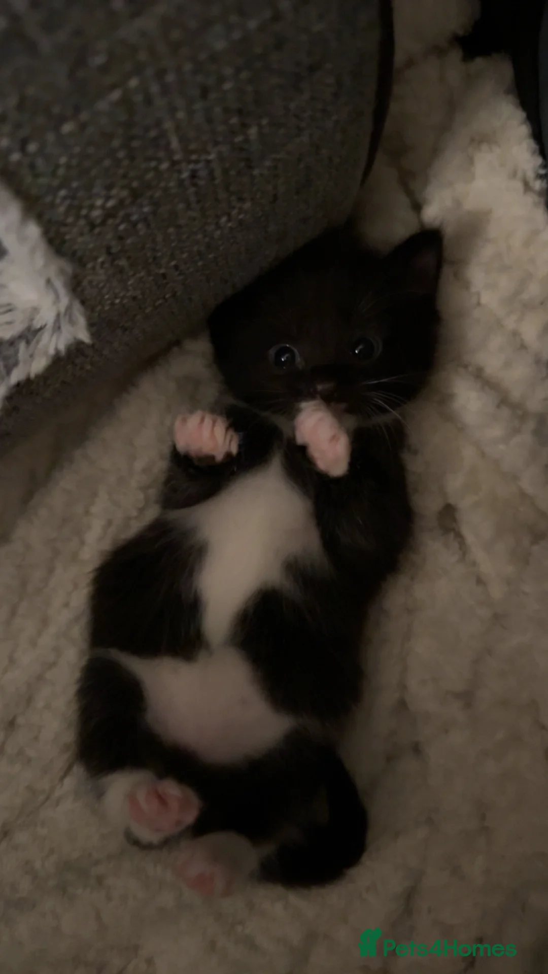 Mixed Breed cats for sale: 3 beautiful kittens  - Advert 7