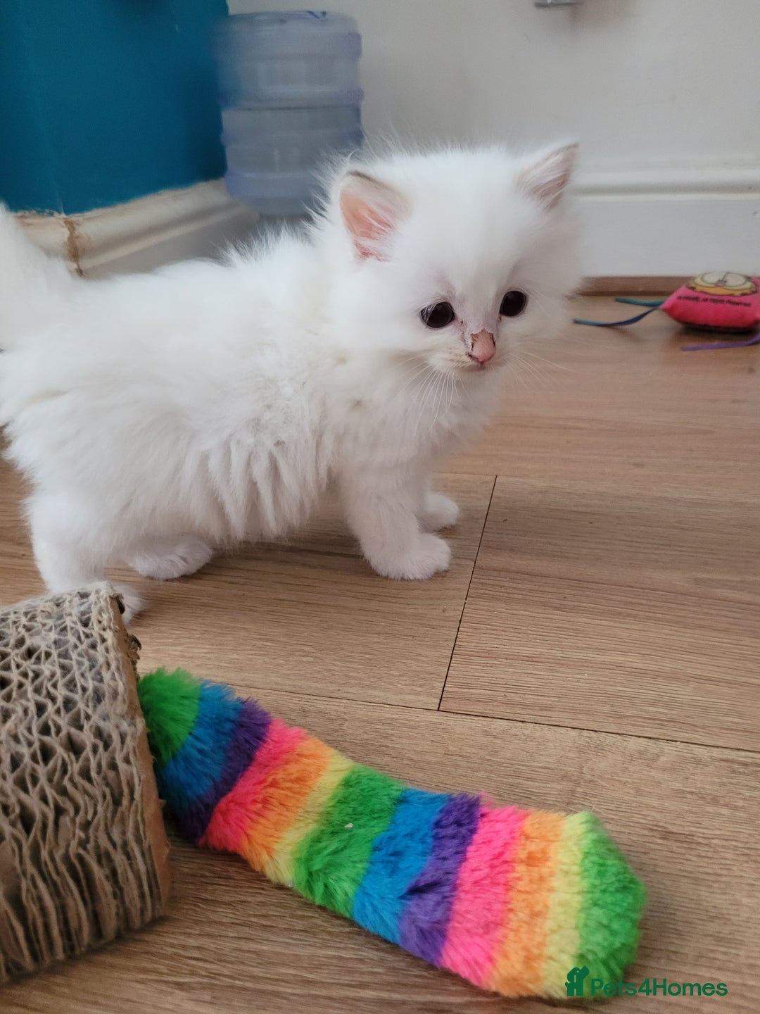 Ragdoll cats for sale: REDUCED Ragdoll kitten ready now - Image 3