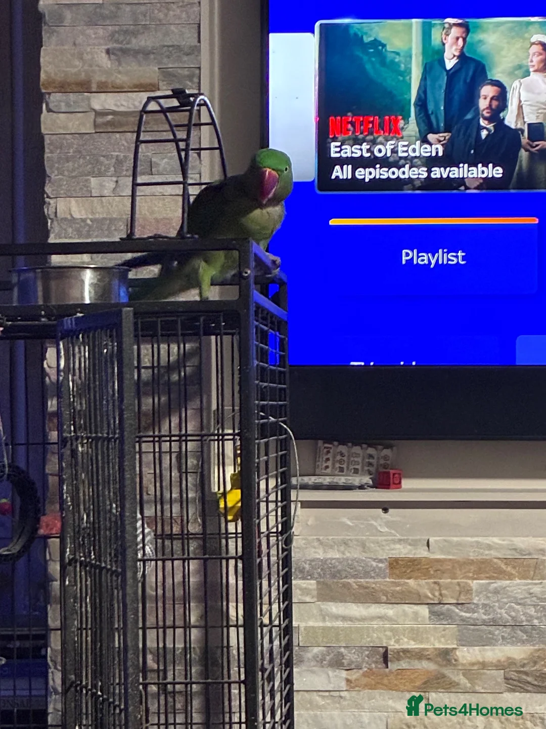 Parakeets birds for sale: Alexandrine male semi tame  - Advert 6