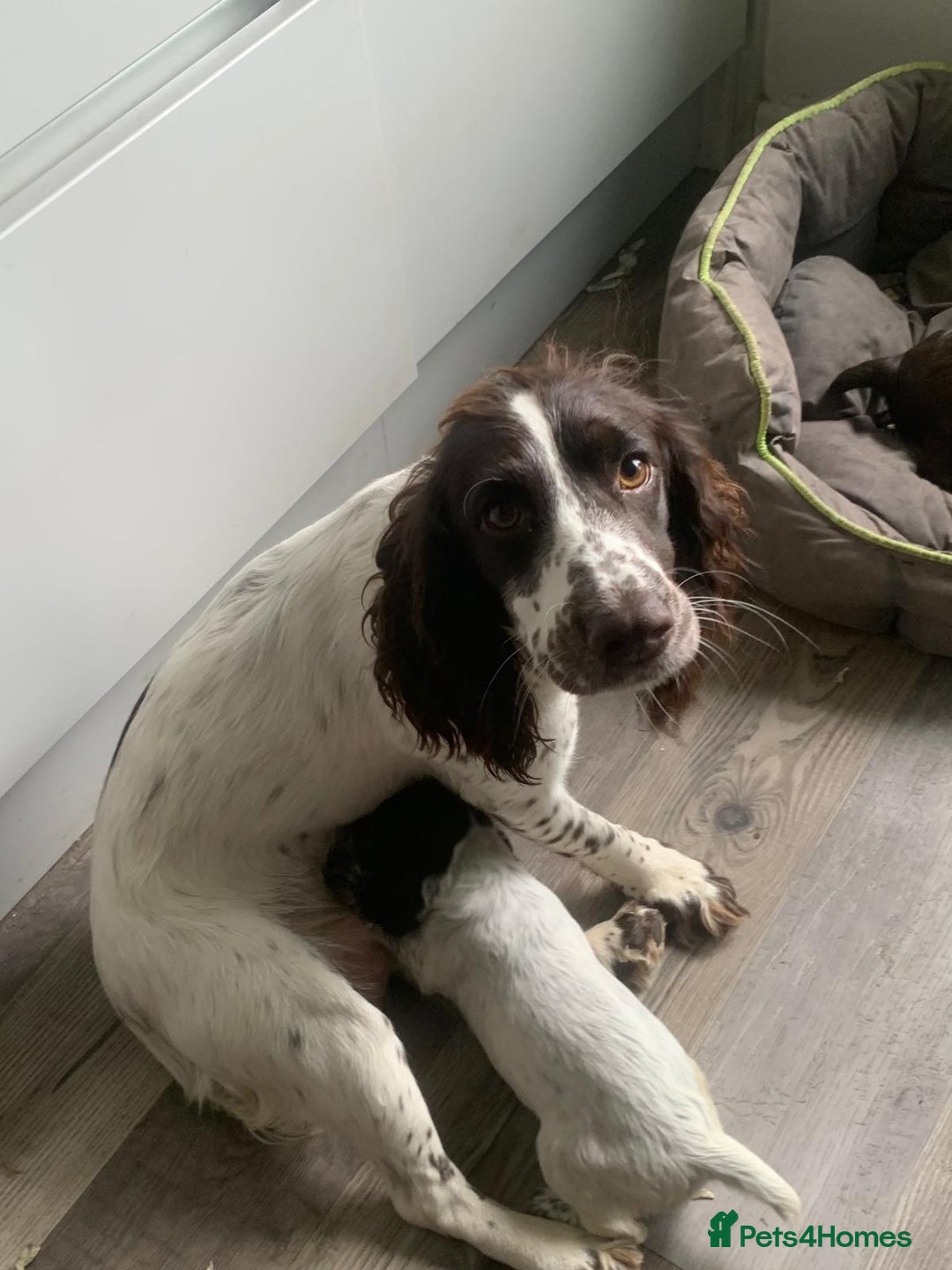 Cocker Spaniel dogs for sale: Working Cocker Spaniels. - Image 17