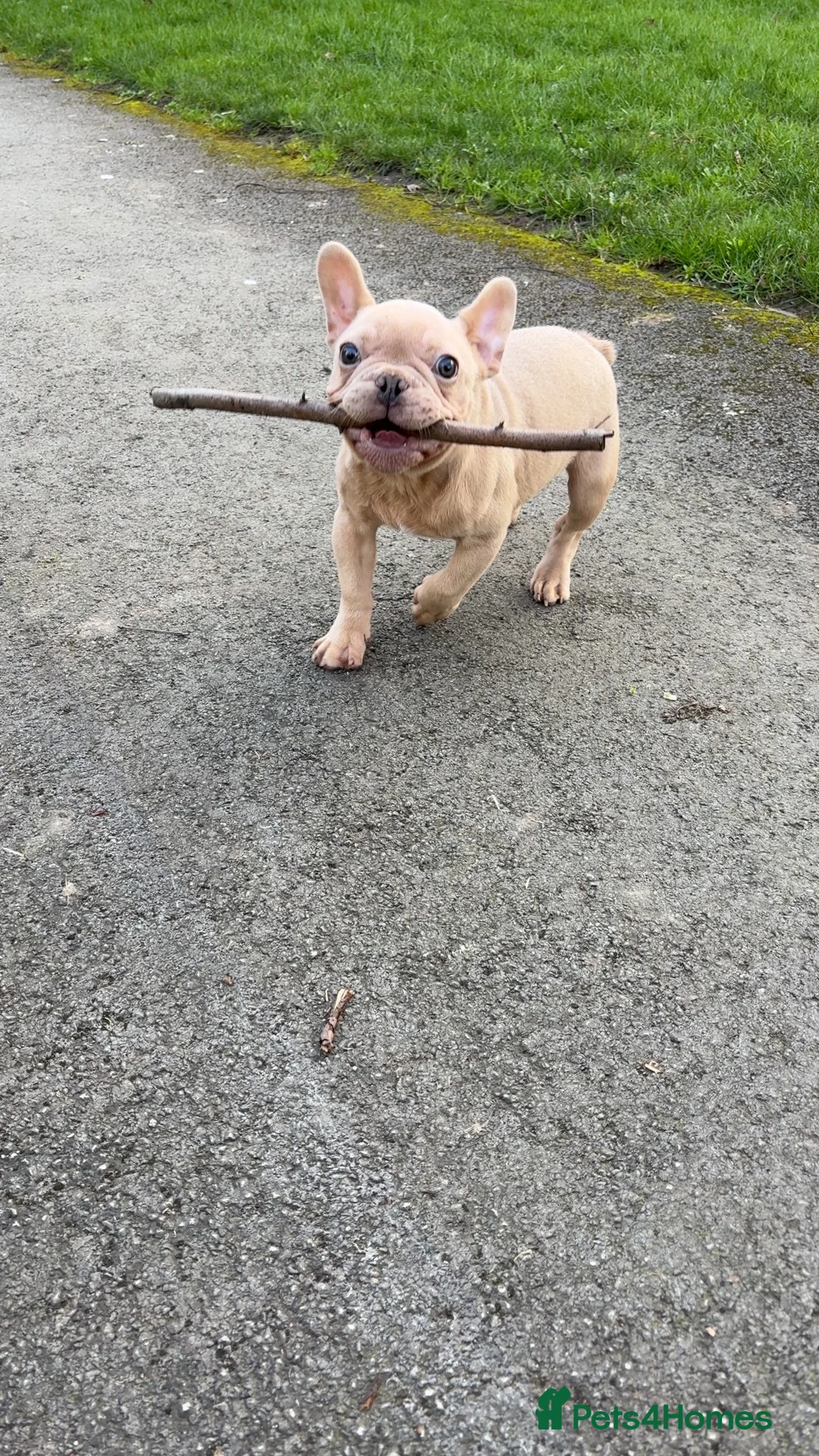 French Bulldog dogs for sale: 4 month old French bulldog male  in Leeds - Advert 6