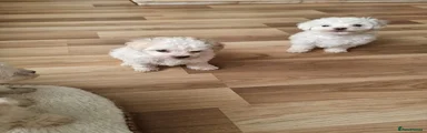 Bichon Frise 5