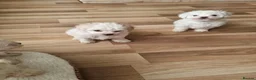 Bichon Frise dogs for sale: Bichon Frise❤️❤️🩵🩵🩵 - Advert 3