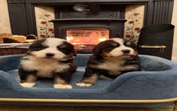 Bernese Mountain Dog dogs for sale: KC Registered BMD Available  - Image 1