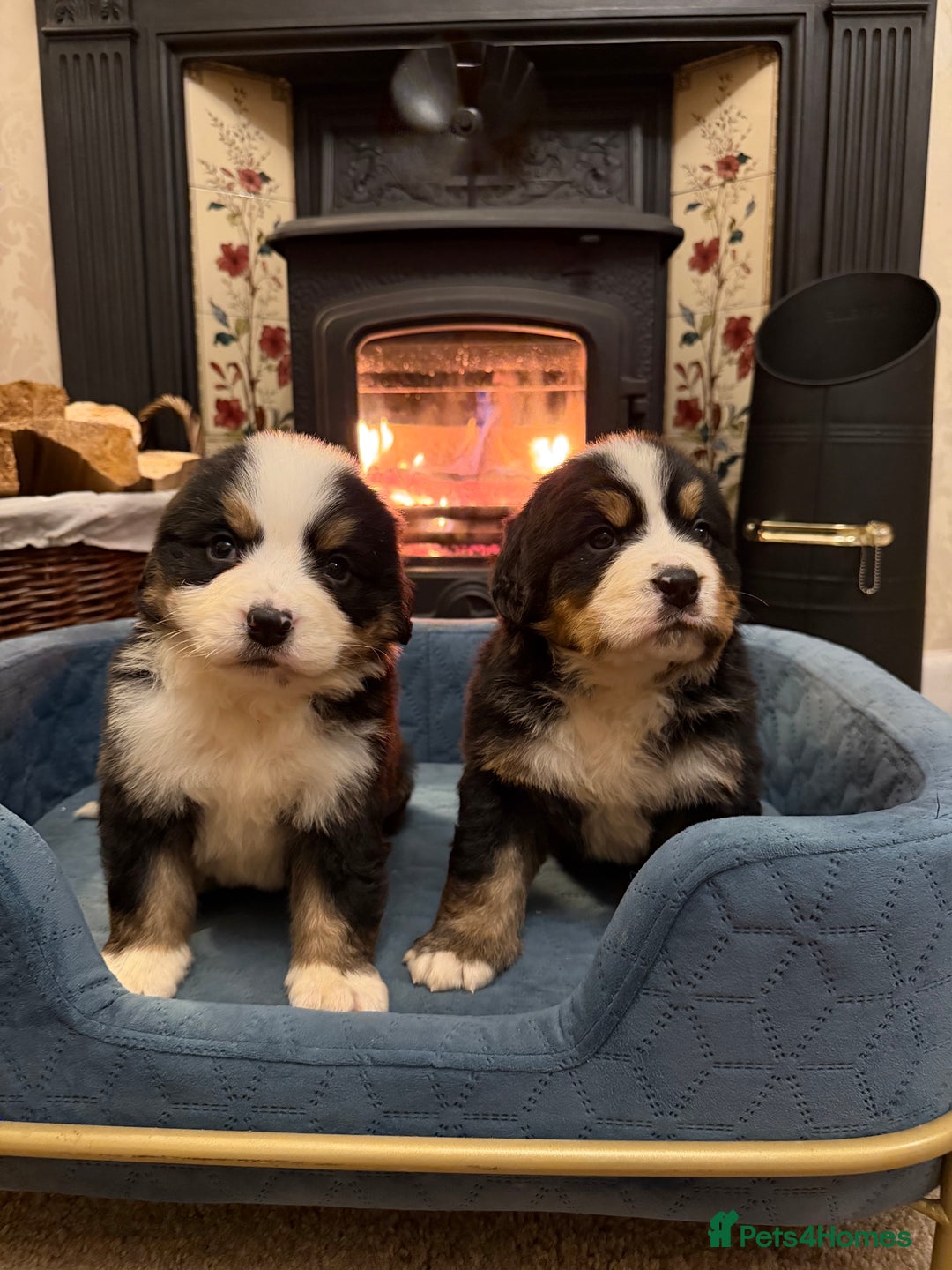 Bernese Mountain Dog dogs for sale: KC Registered BMD Available  - Image 1
