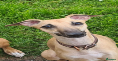 Whippet dogs - Advert 16