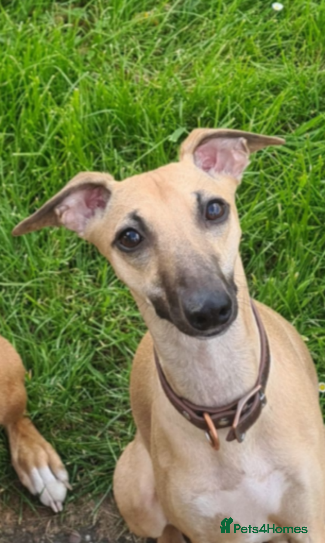 Whippet dogs for sale: Whippet  - Image 17