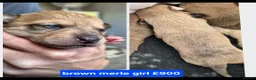 Jack Russell dogs for sale: Jack russell puppies in Emsworth - Advert 4