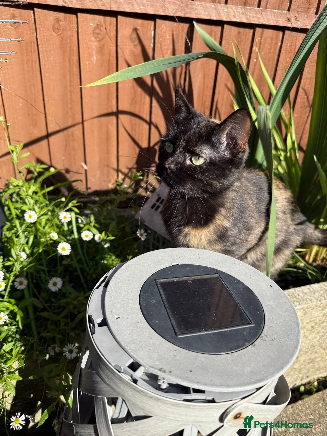 Mixed Breed cats for sale: 8 beautiful ragdoll/persian/domestic babies  - Advert 40