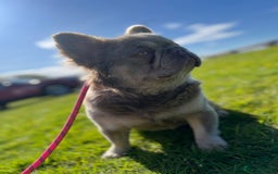 French Bulldog dogs for stud: BEAR FLUFFY FRENCH BULLDOG   in Wishaw - Image 2
