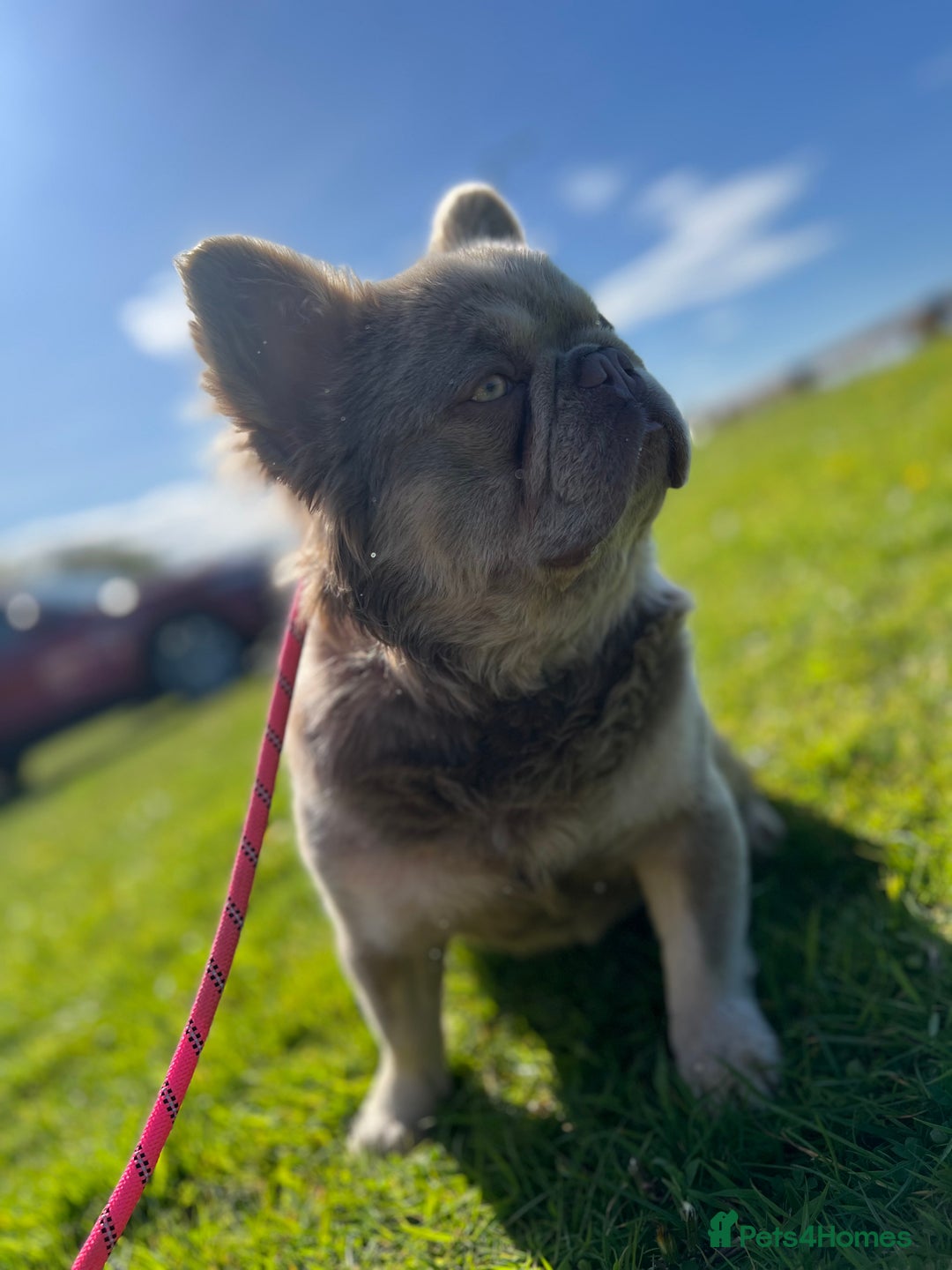 French Bulldog dogs for stud: BEAR FLUFFY FRENCH BULLDOG   in Wishaw - Image 2