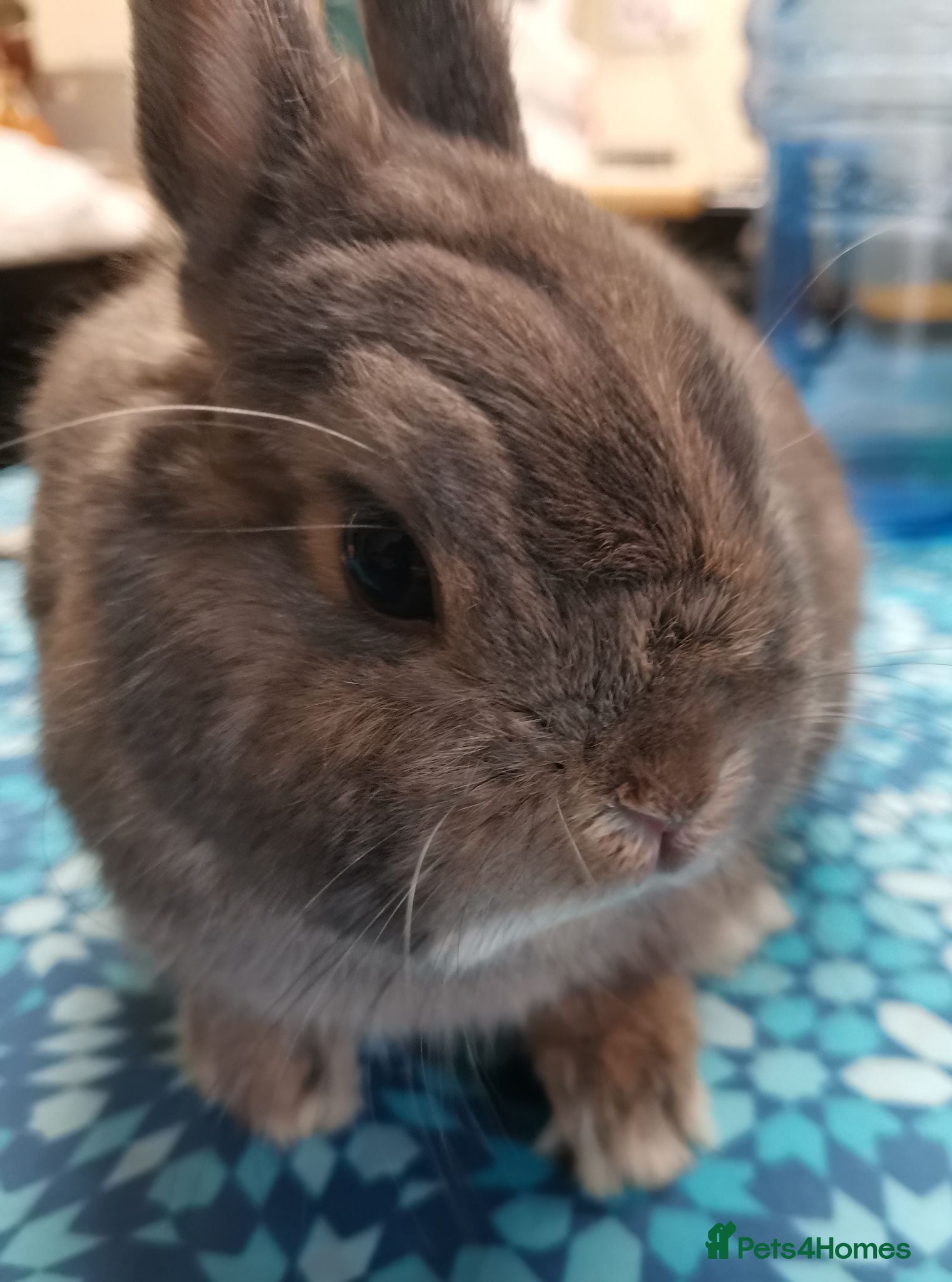 Netherland Dwarf rabbits Netherland Dwarf for adoption to good home  - Advert 19