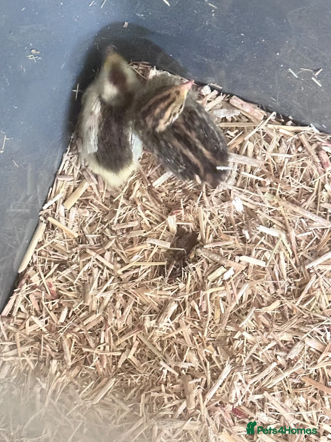 Quail poultry for sale: Button Quail  in Cinderford - Advert 2