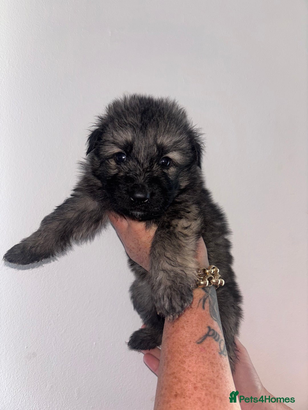 German Shepherd dogs for sale: Beautiful German Shepard puppies - Image 3
