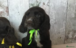 Cocker Spaniel dogs for sale: Well socialised Pedigree Cocker pups - Image 7
