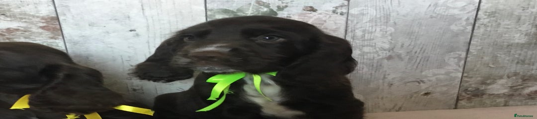 Cocker Spaniel Puppy 3