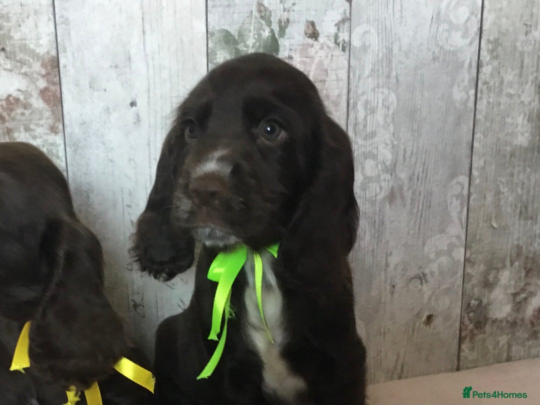 Cocker Spaniel dogs for sale: Well socialised Pedigree Cocker pups - Image 7