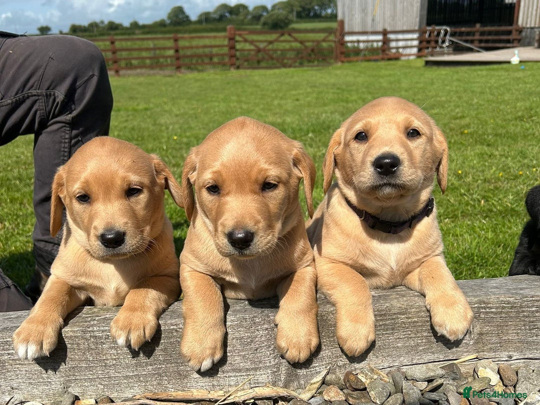 Labrador Retriever dogs for sale: One handsome black kc registered puppy left in Llanrhystud - Image 3