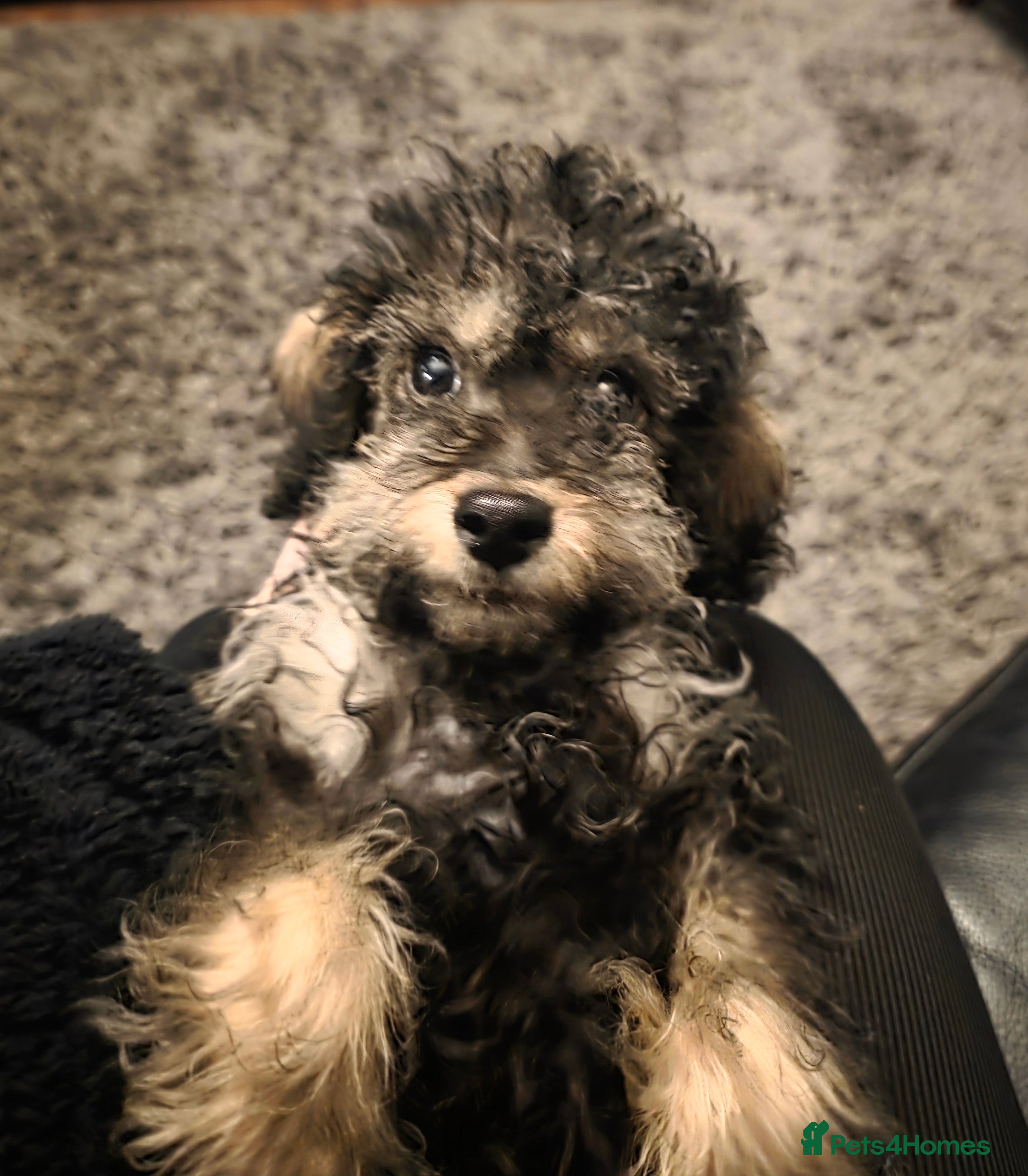 Doxiepoo dogs Beautiful toy poodle phantom rare colour 3/4 pups - Advert 5