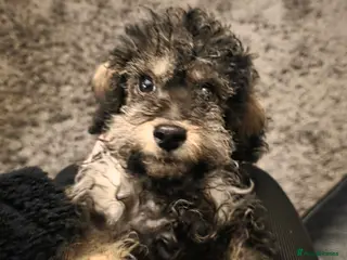 Doxiepoo dogs Beautiful toy poodle phantom rare colour 3/4 pups - Advert 5