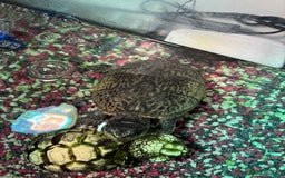 Turtle reptiles for sale: 2 x Common musk turtles with tank etc - Image 2