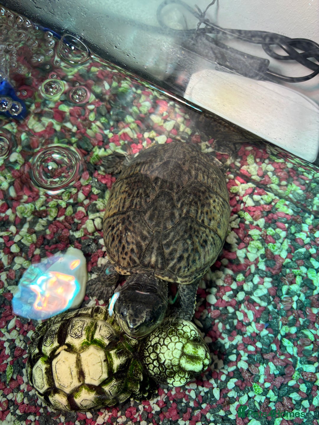 Turtle reptiles for sale: 2 x Common musk turtles with tank etc - Image 2