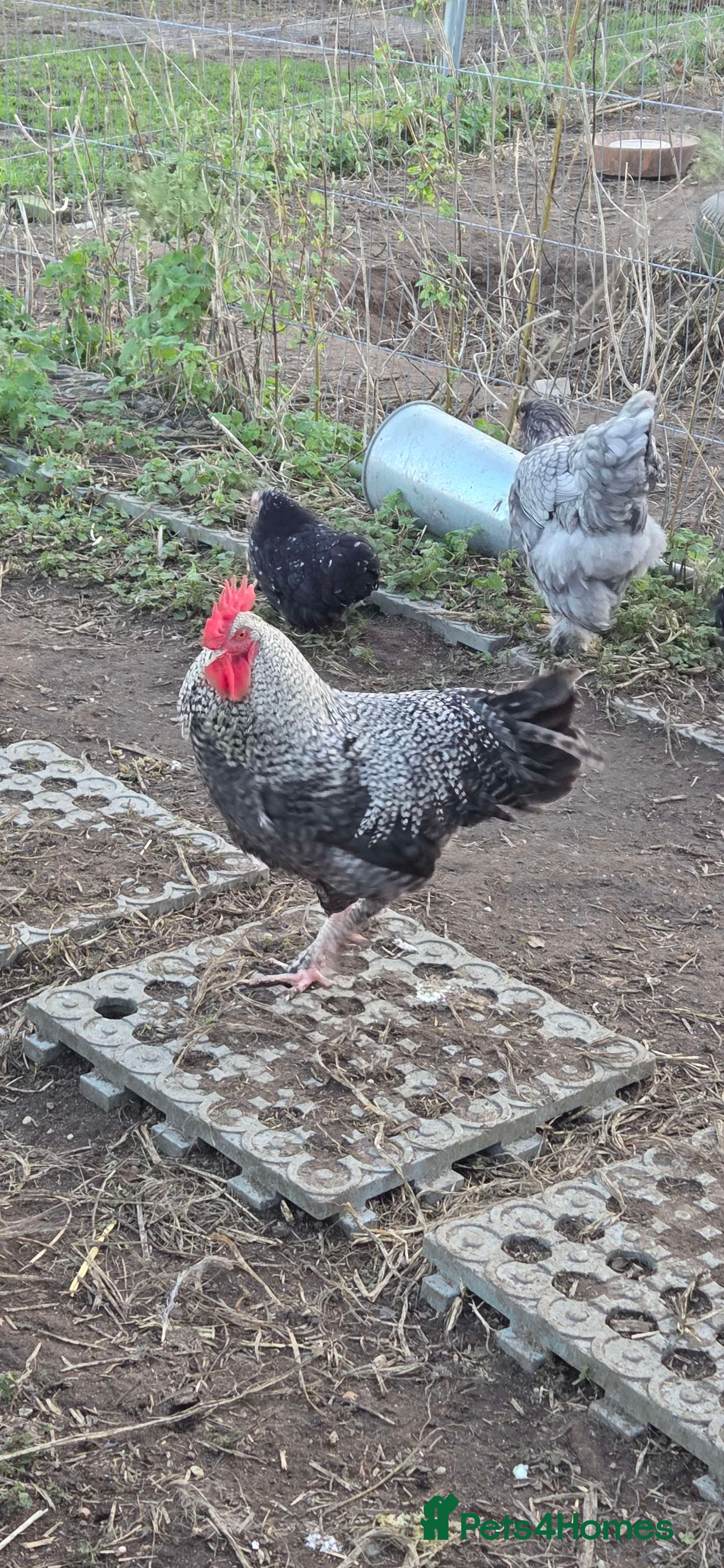 Chickens poultry Roosters for sale-East Ipswich in Ipswich  - Advert 1