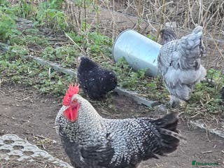 Chickens poultry Roosters for sale-East Ipswich in Ipswich - Advert 1