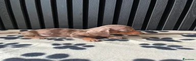 Miniature Dachshund 1