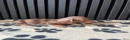 Miniature Dachshund dogs for sale: Dachshund Puppies (miniature) - Advert 4