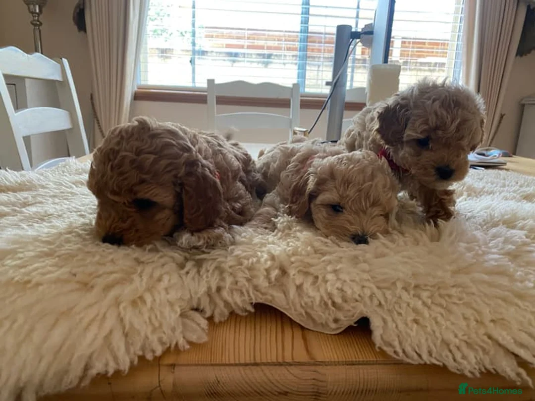 Cockapoo dogs for sale: From Our Home to Yours–Puppies Waiting for You in Cardiff - Advert 2