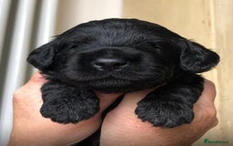 Labradoodle dogs for stud: Stud miniature labradoodle  - Image 12