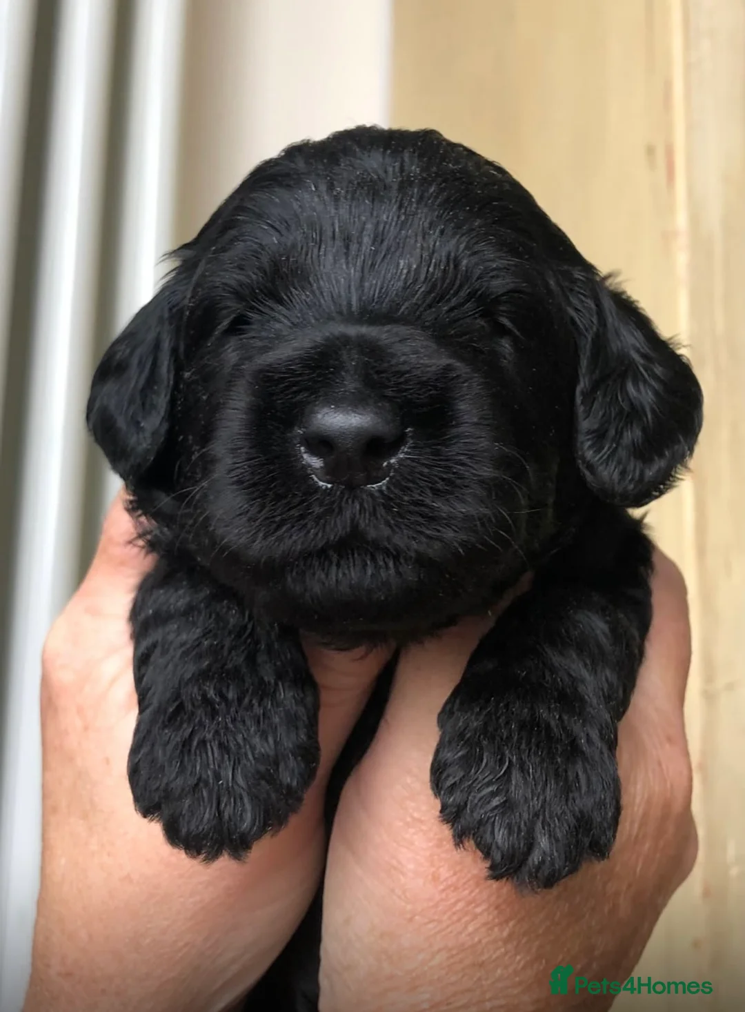 Labradoodle dogs for stud: Stud miniature labradoodle  - Advert 12