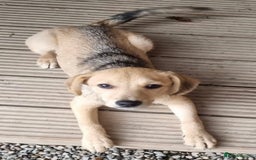 Mixed Breed dogs for adoption: Daisy - In Ayr looking for a home - Image 1