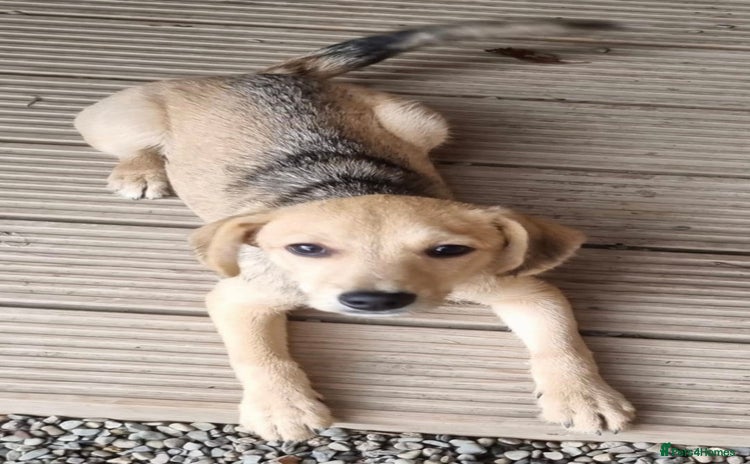 Mixed Breed dogs - Advert 2